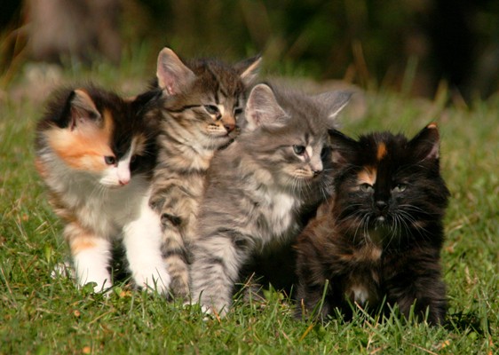 Litter